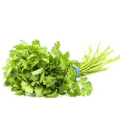 CILANTRO