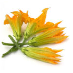 FLOR DE CALABAZA